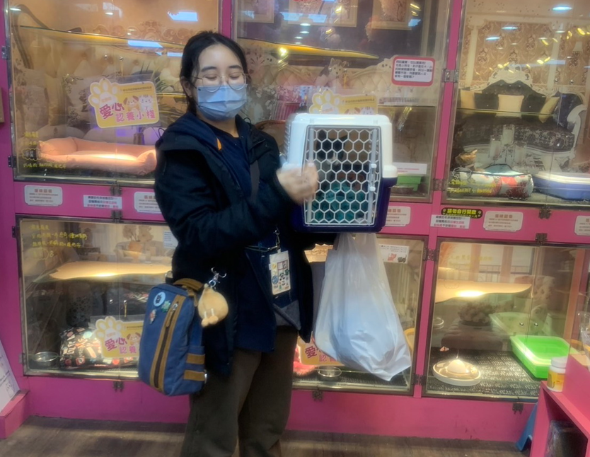愛玩小賓士貓受傷嚴重險瞎眼，新北市動保處治療後找到認養家庭 圖片集錦，共 7 張