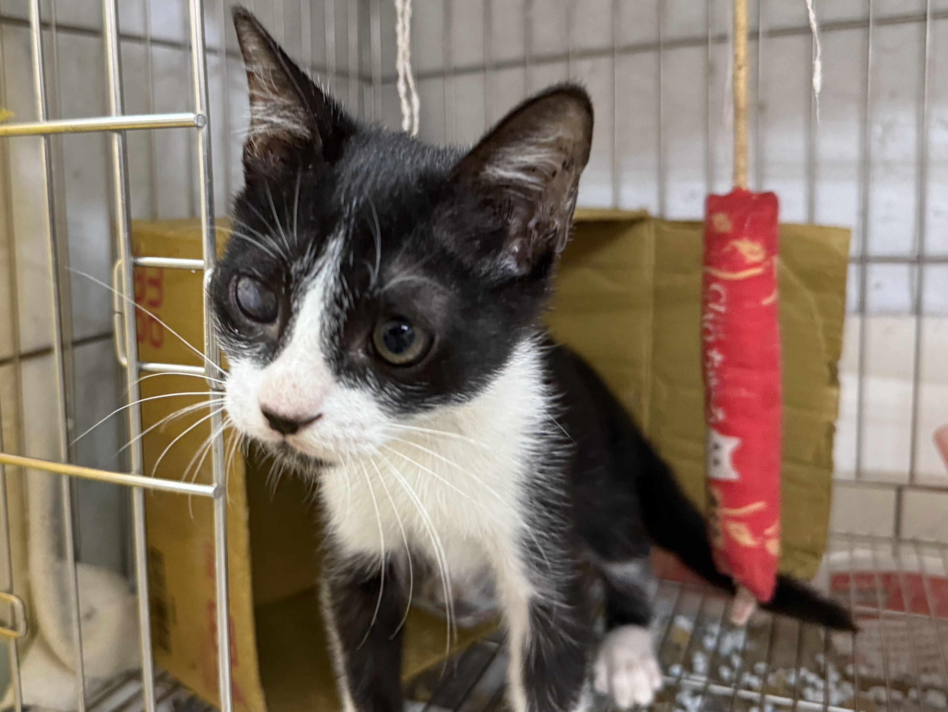 小黑白貓在收容籠內伺機討摸摸中.jpg