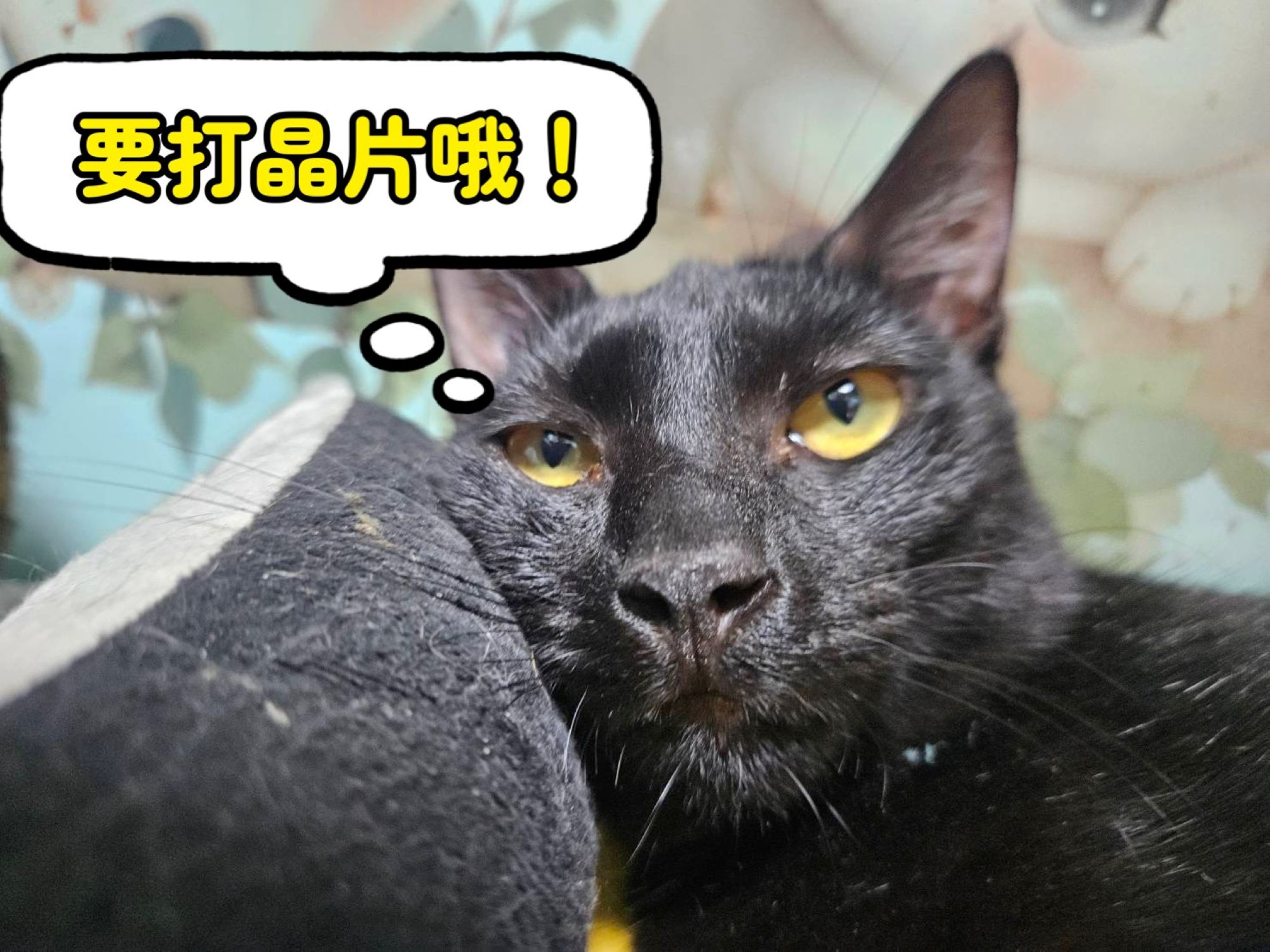 疫定開心！新北犬貓4月狂犬病疫苗雙重優惠，限時降價再抽300點加菜金 圖片