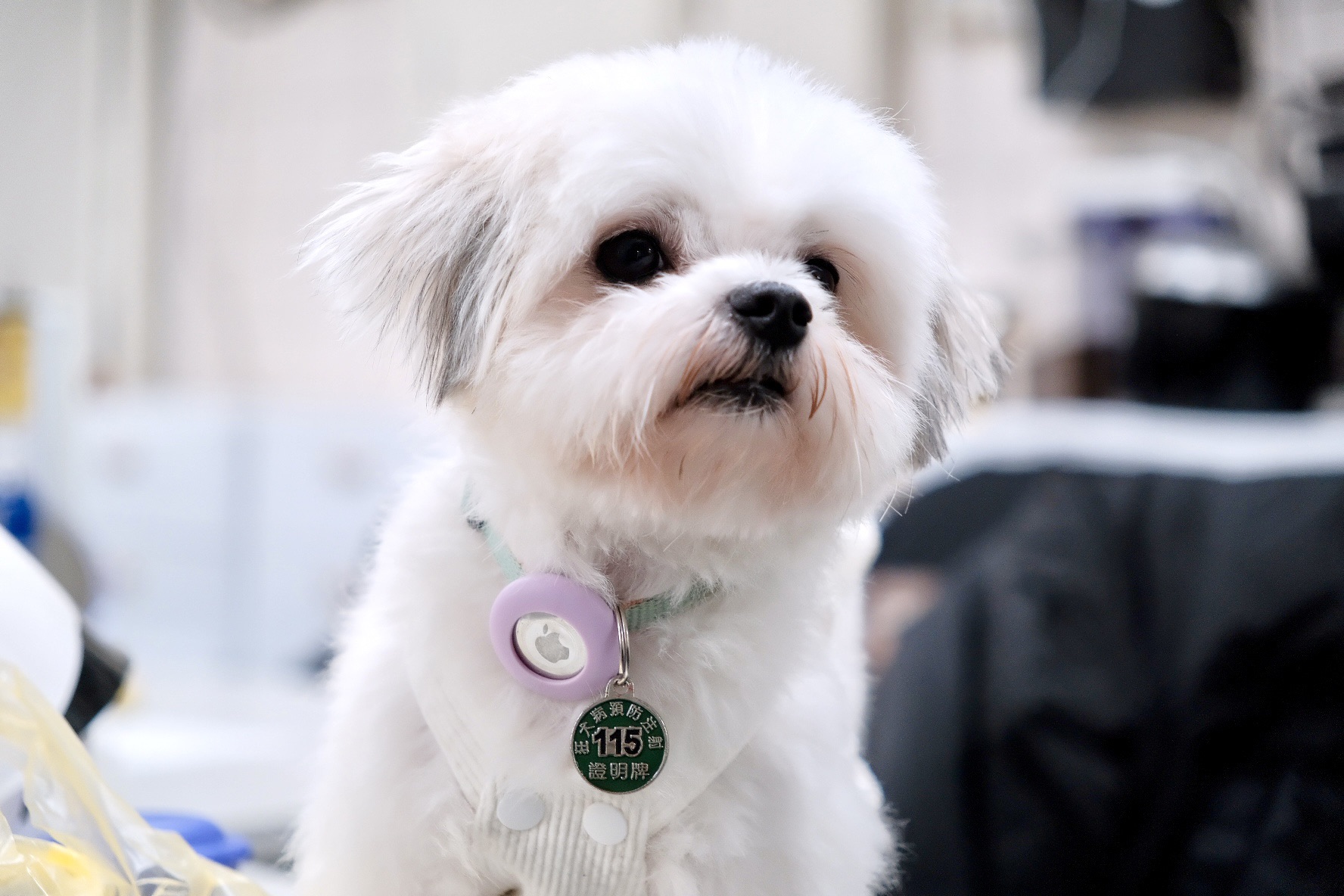 疫定開心！新北犬貓4月狂犬病疫苗雙重優惠，限時降價再抽300點加菜金 圖片集錦，共 6 張