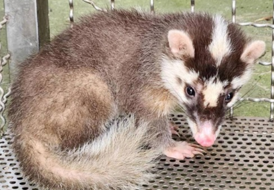 鼬獾為高度狂犬病帶源動物，看到時千萬不要直接觸碰避免咬傷.png
