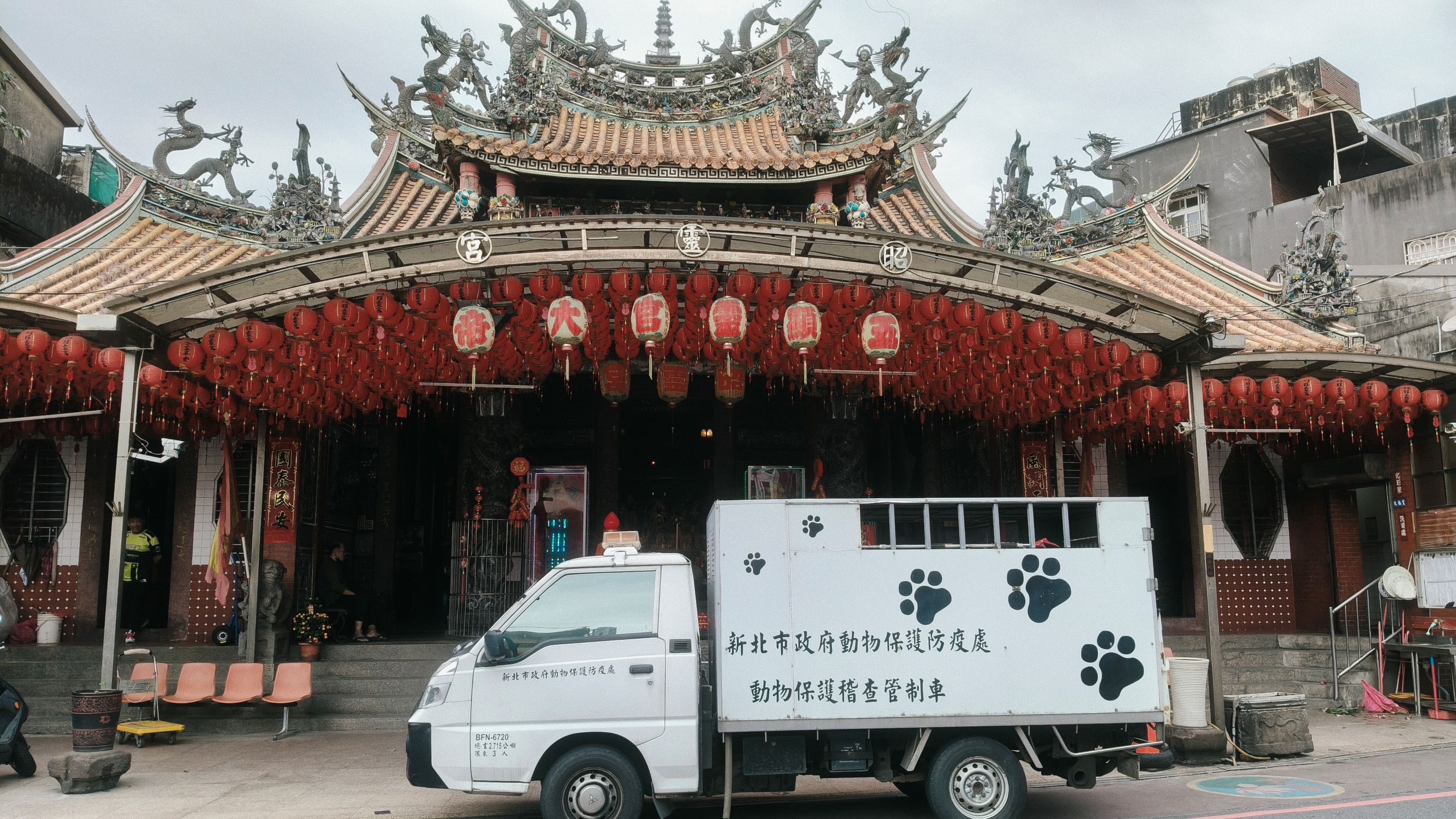 神明連賜三聖杯護生機！落難山羌進廟得庇護 新北動保處接力守護重返山林  圖片集錦，共 7 張