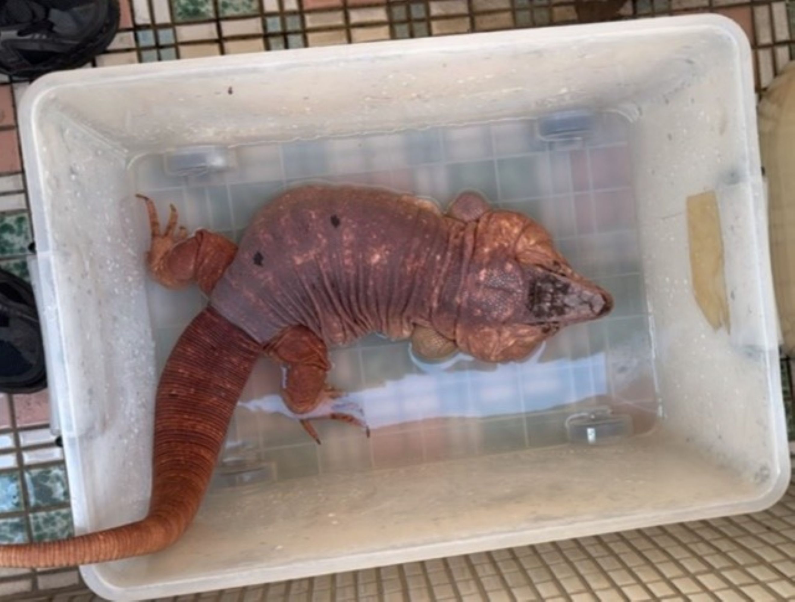 國際雪貂日宣導責任飼養　新北推特寵登記加碼送300元新北幣 圖片集錦，共 7 張