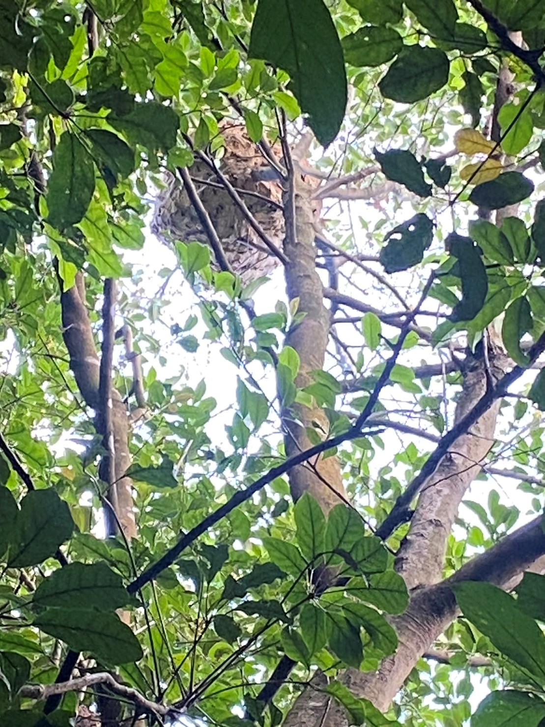 新北市動保處與台大合作建置智慧防蜂Line Bot  圖片集錦，共 7 張