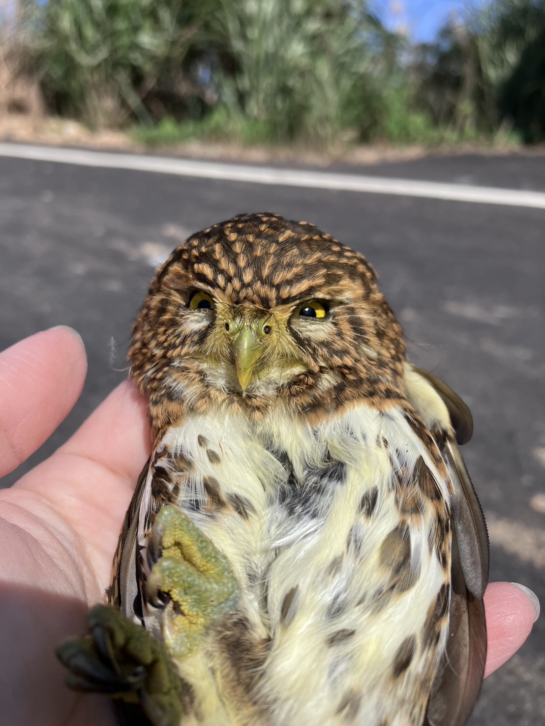 新北三芝路旁車頂冒出「憤怒鳥」？原來是台灣最迷你貓頭鷹 圖片