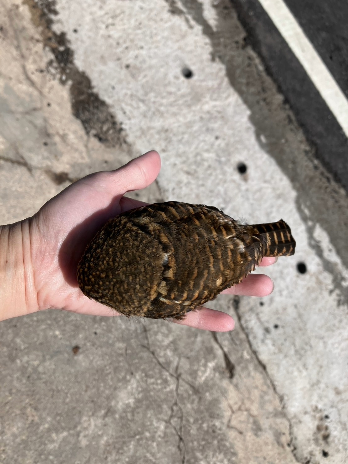 新北三芝路旁車頂冒出「憤怒鳥」？原來是台灣最迷你貓頭鷹 圖片集錦，共 5 張