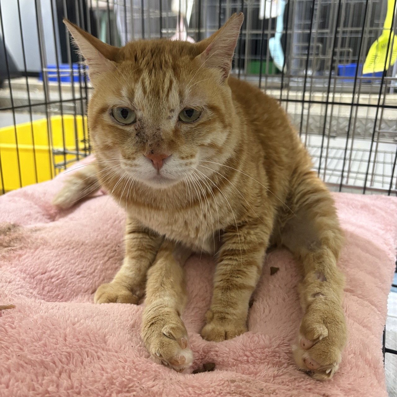 新北推毛寶貝長照認養　再享終身免費醫療照護 圖片集錦，共 7 張