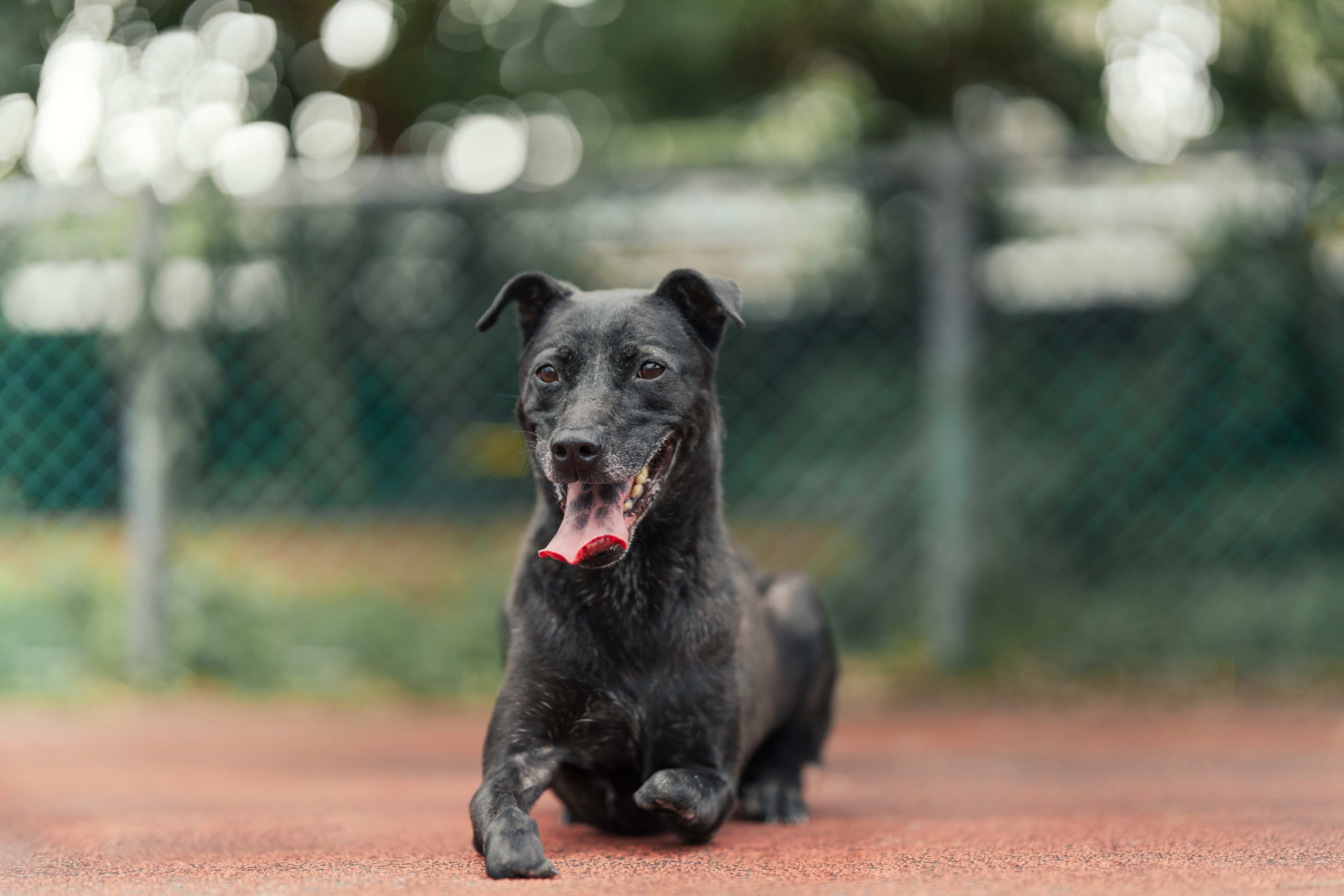 板橋動物之家雙前肢截肢的「抱抱」，仍然開朗、愛撒嬌 (1).jpg