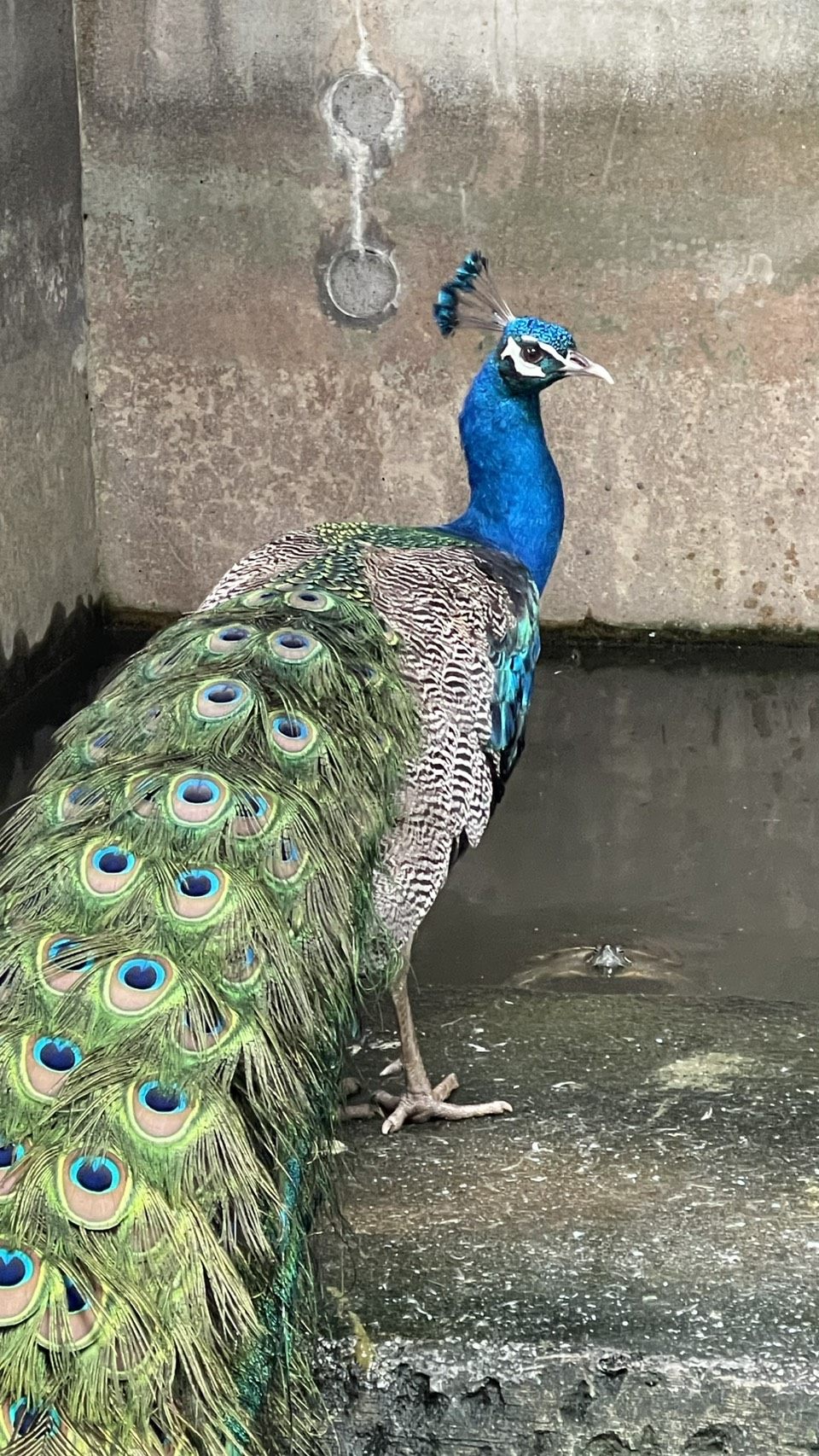 天母古道出現孔雀！北市動保處救援安置 圖片