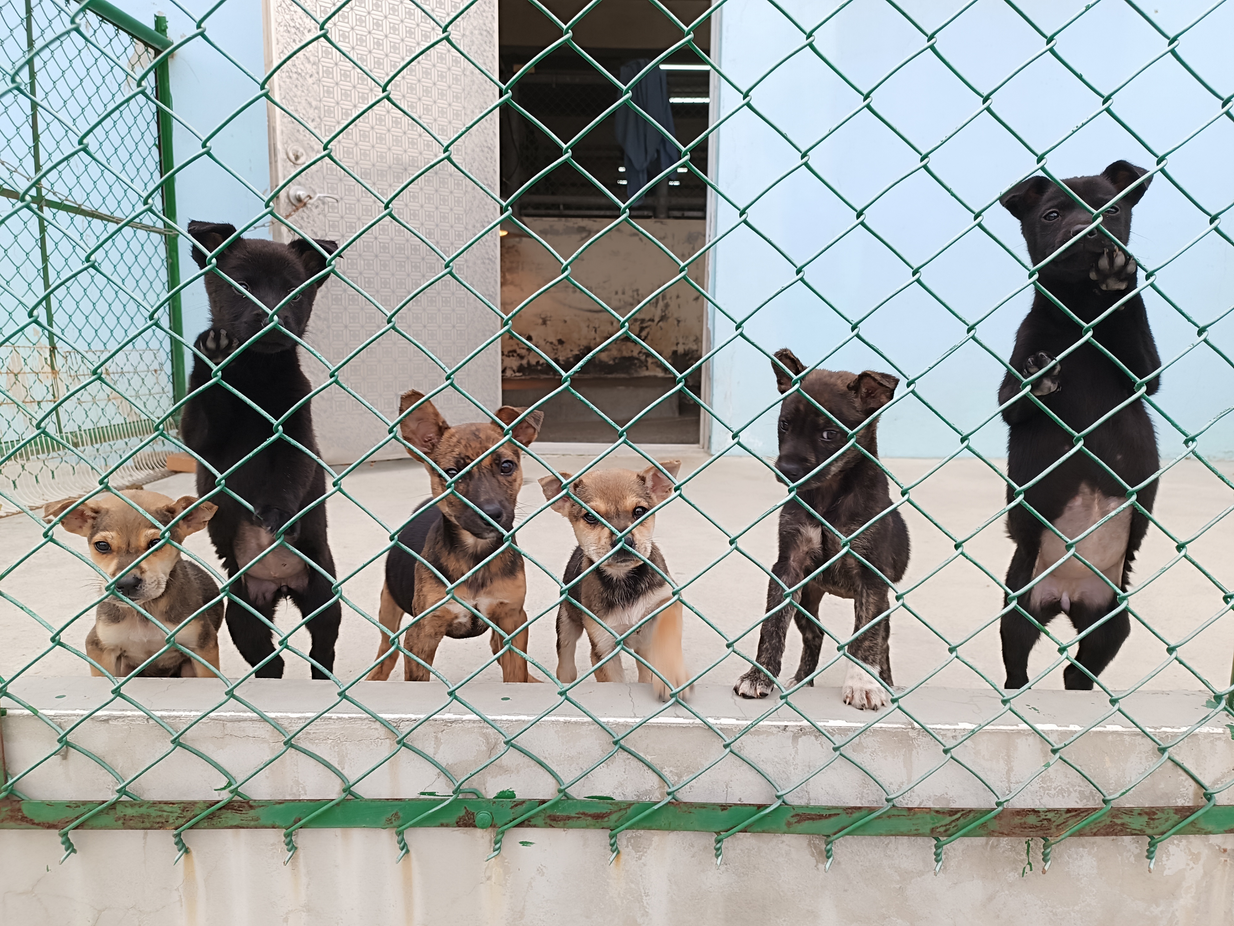 苗栗縣動物保護教育園區 犬隻收容飼養 圖片
