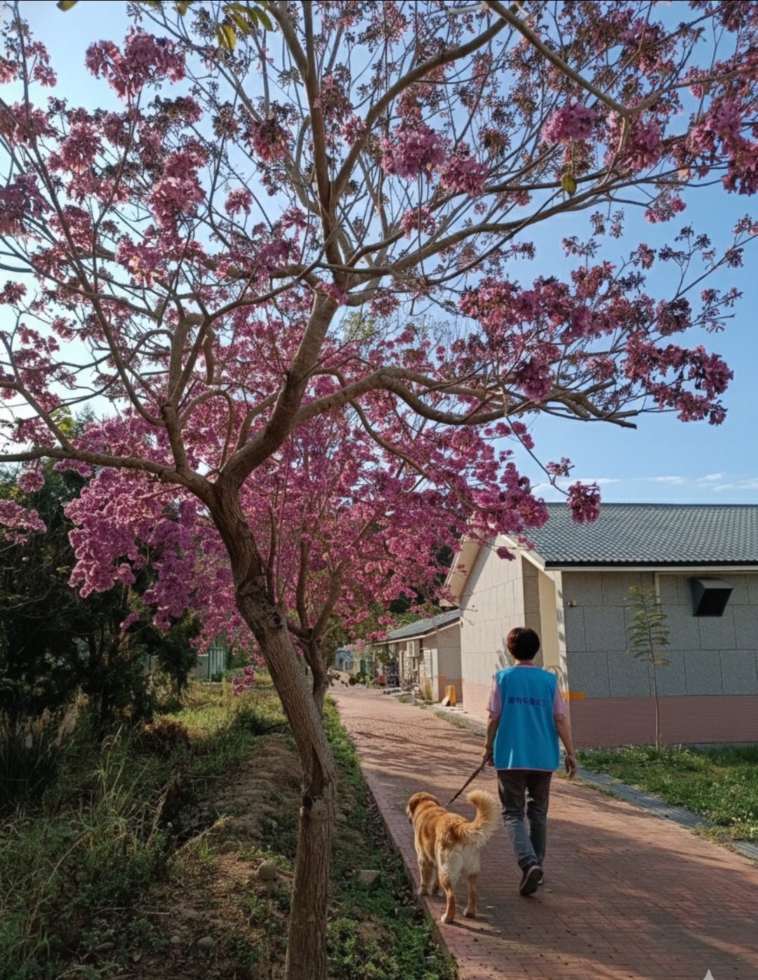 苗栗縣動物保護教育園區 犬隻收容飼養 圖片集錦，共 2 張