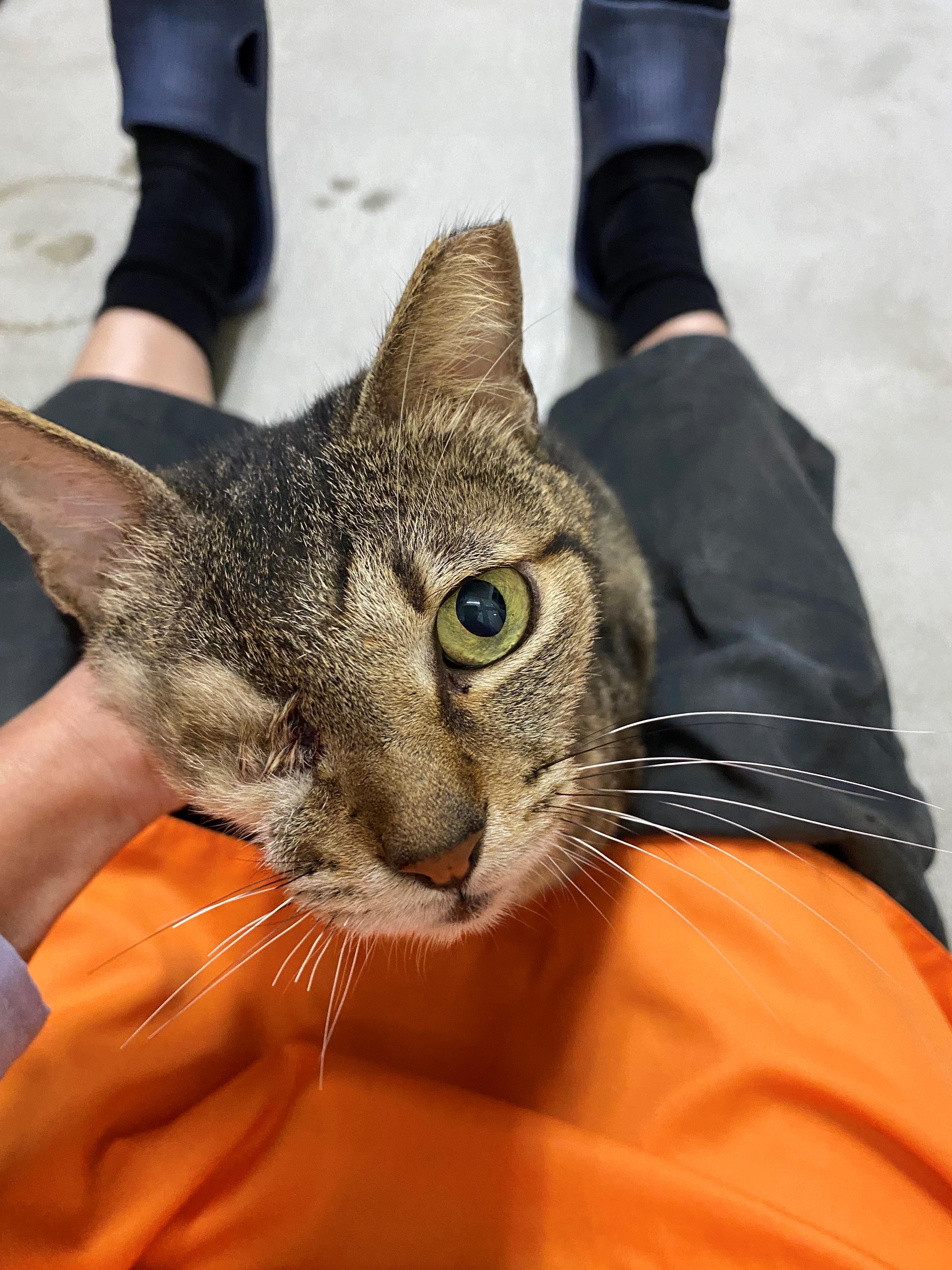多看一眼改寫牠的命運 動物之家獨眼貓等你給牠新劇本 圖片