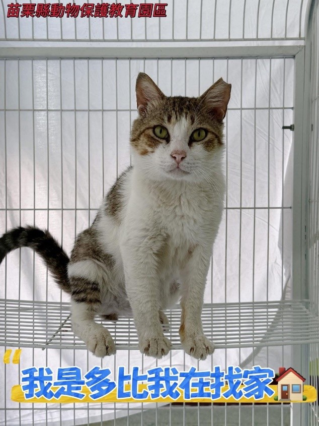 用愛改變生命！苗栗縣動物保護教育園區推動認養行動 邀您給           毛孩一個家 圖片集錦，共 3 張