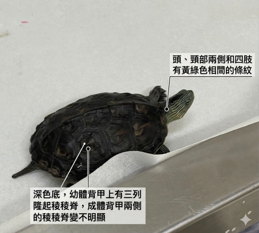 明(23)日是世界烏龜日！動保處呼籲：小心「最慢路霸」，路過山區道路請減速慢行  圖片集錦，共 1 張