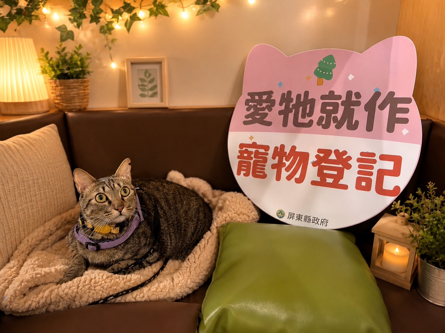 屏東縣115年6月動物保護宣導#🐱家貓植入晶片登記補助計畫🐱送禮券!! 圖片