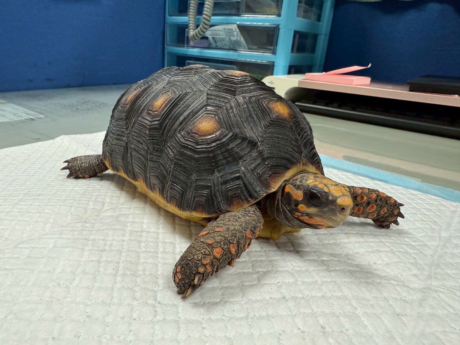 龜類、鸚鵡、鬃獅蜥 桃園市第二季非犬貓特寵認養07/12開跑 圖片