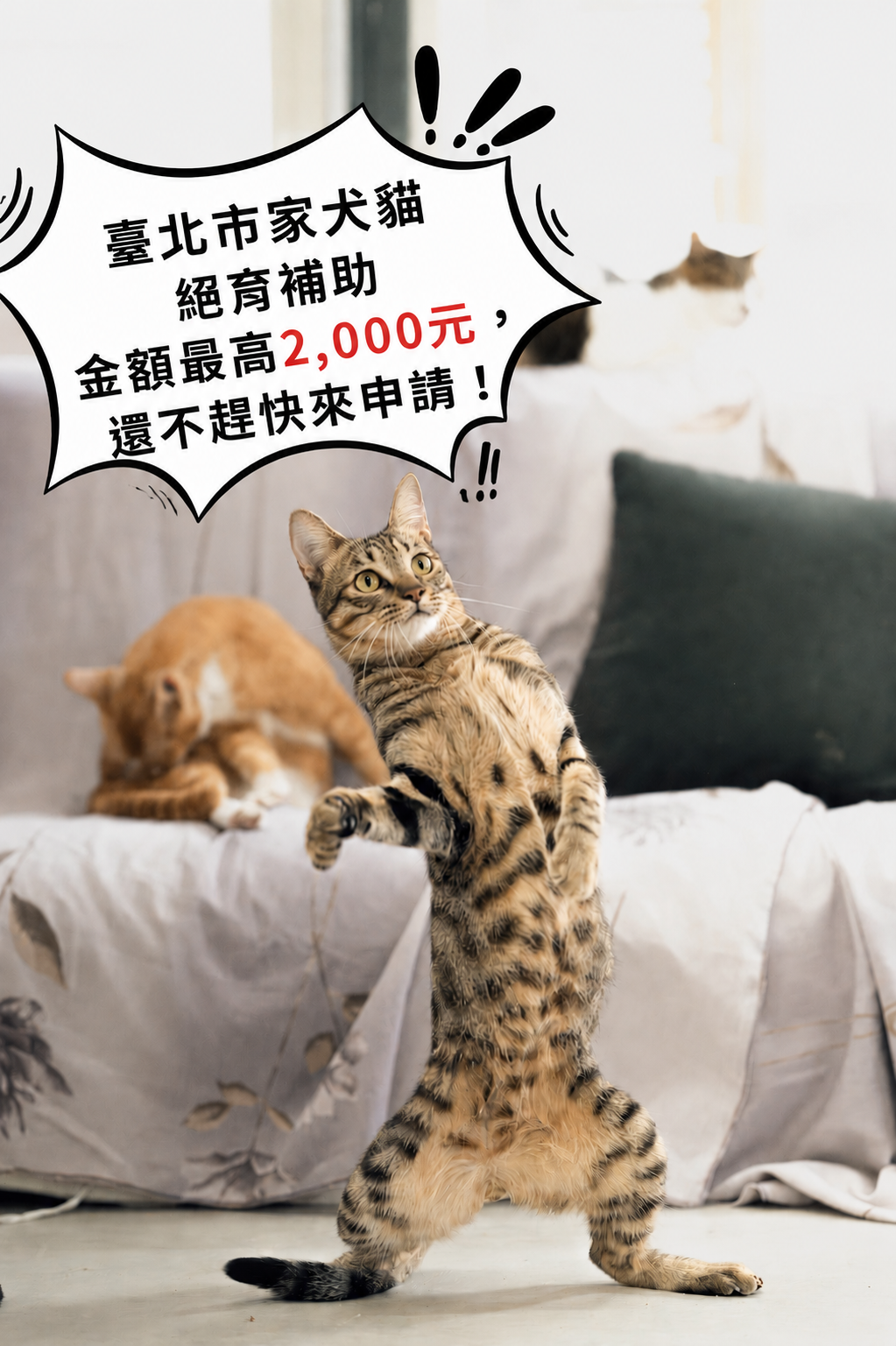 臺北市家犬貓絕育補助最高2,000元！你家毛孩領了嗎? 圖片