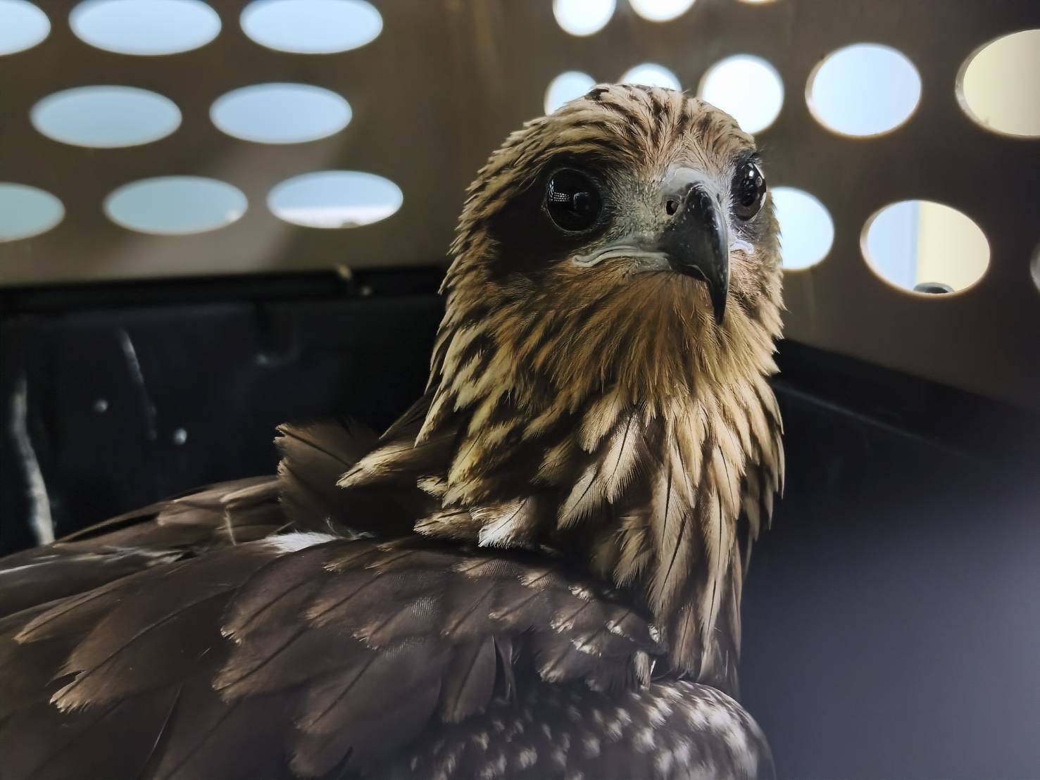 黑鳶竊食便當廚餘頻闖社區 新北動保處籲勿餵食野生動物 圖片