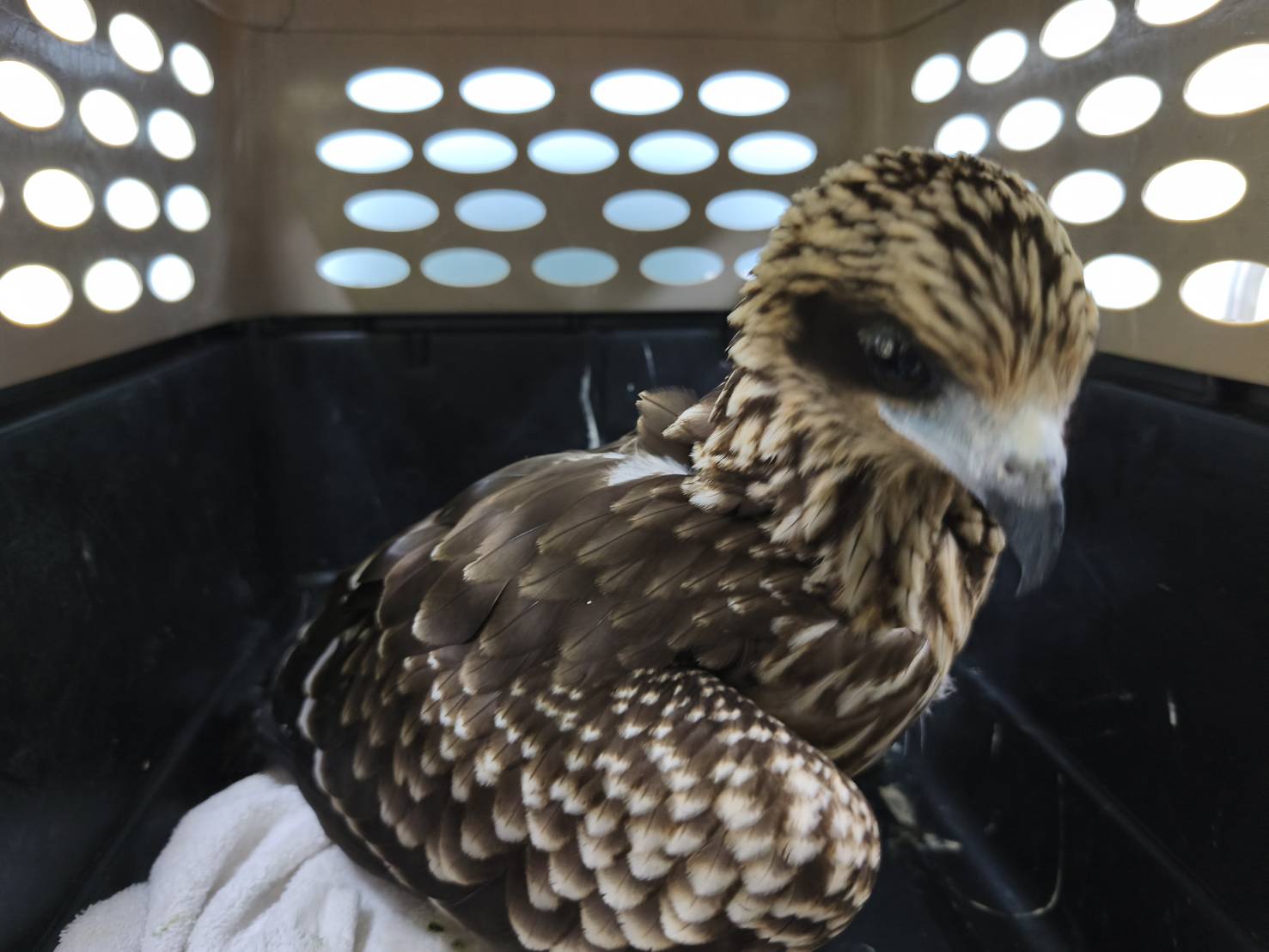 黑鳶竊食便當廚餘頻闖社區 新北動保處籲勿餵食野生動物 圖片集錦，共 7 張