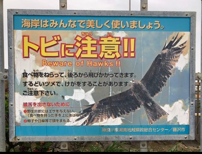 日本神奈川縣川江之島告示牌，黑鳶搶食行為非天性，而是長期人為餵食。