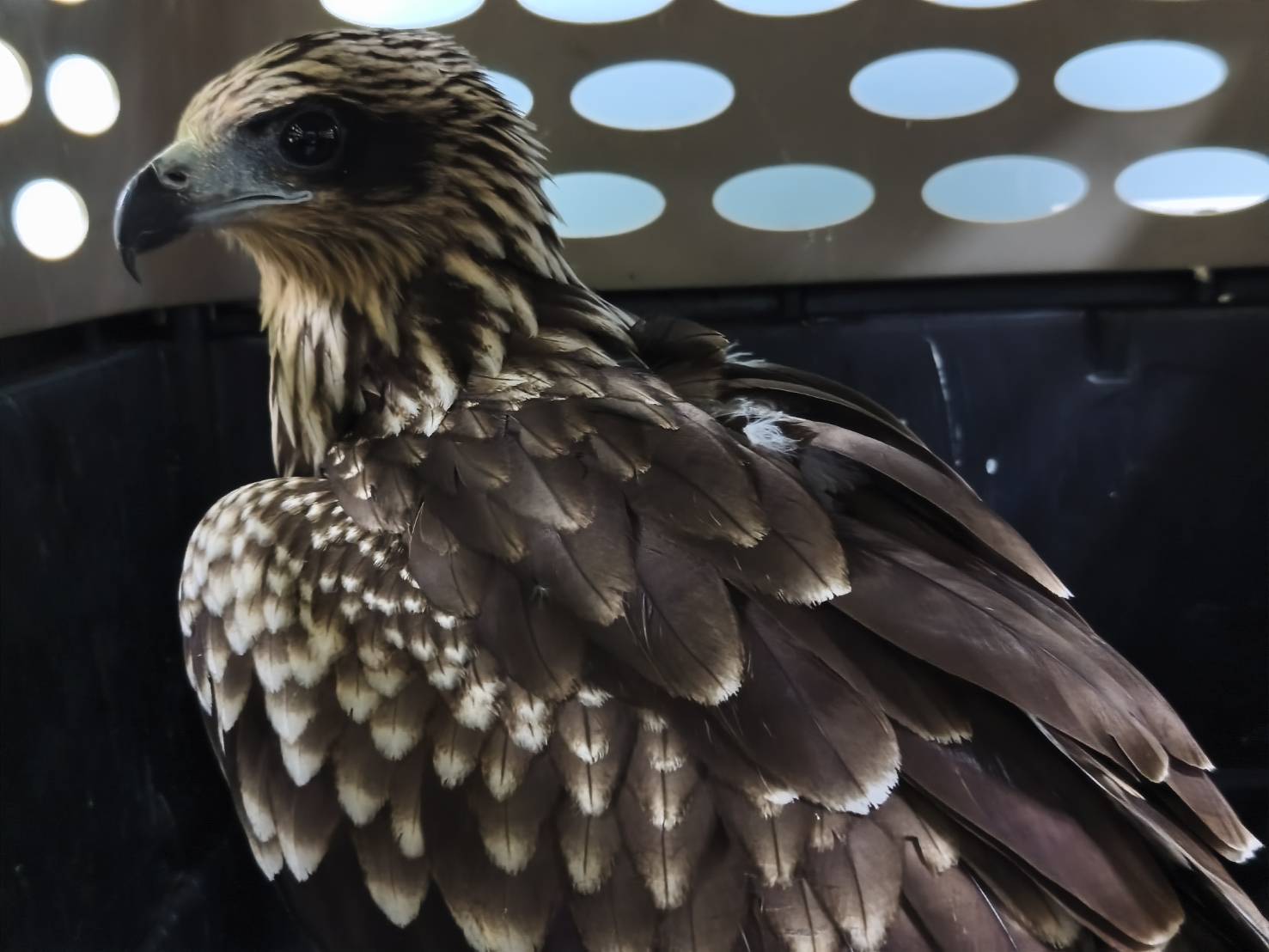 黑鳶屬於機會型掠食者兼食腐性猛禽，捕食鼠類、魚類、小型鳥類及昆蟲。