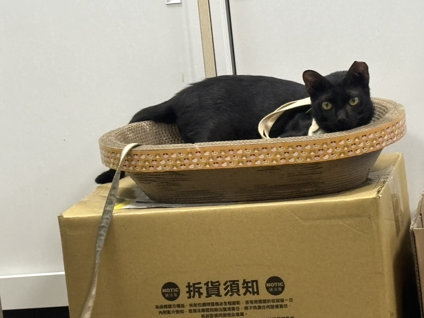 出來放風也都會自行乖乖地待在貓抓窩內，不會應激也不會吵鬧，等待有人來摸摸牠陪牠玩。