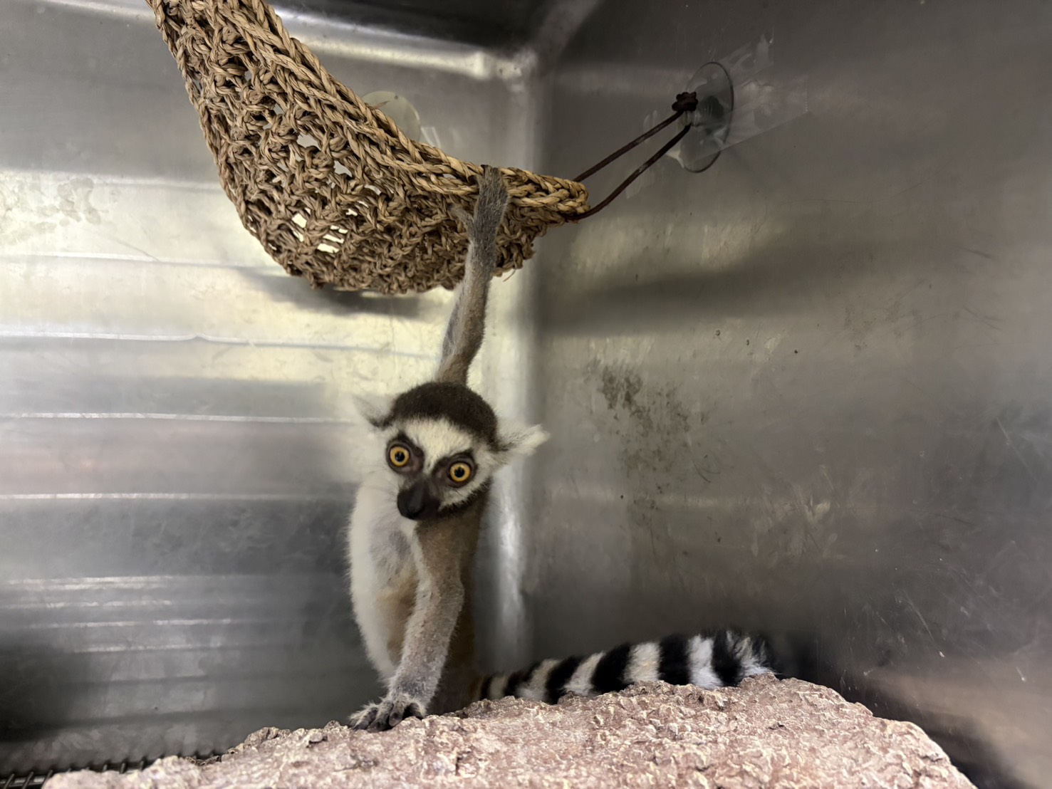 停車場查獲5隻瀕危環尾狐猴 新北動保處籲勿非法飼養靈長類 圖片