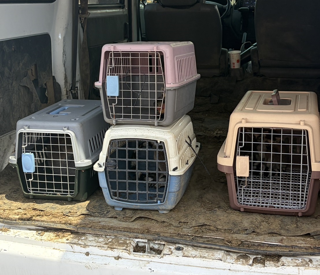 停車場查獲5隻瀕危環尾狐猴 新北動保處籲勿非法飼養靈長類 圖片集錦，共 7 張