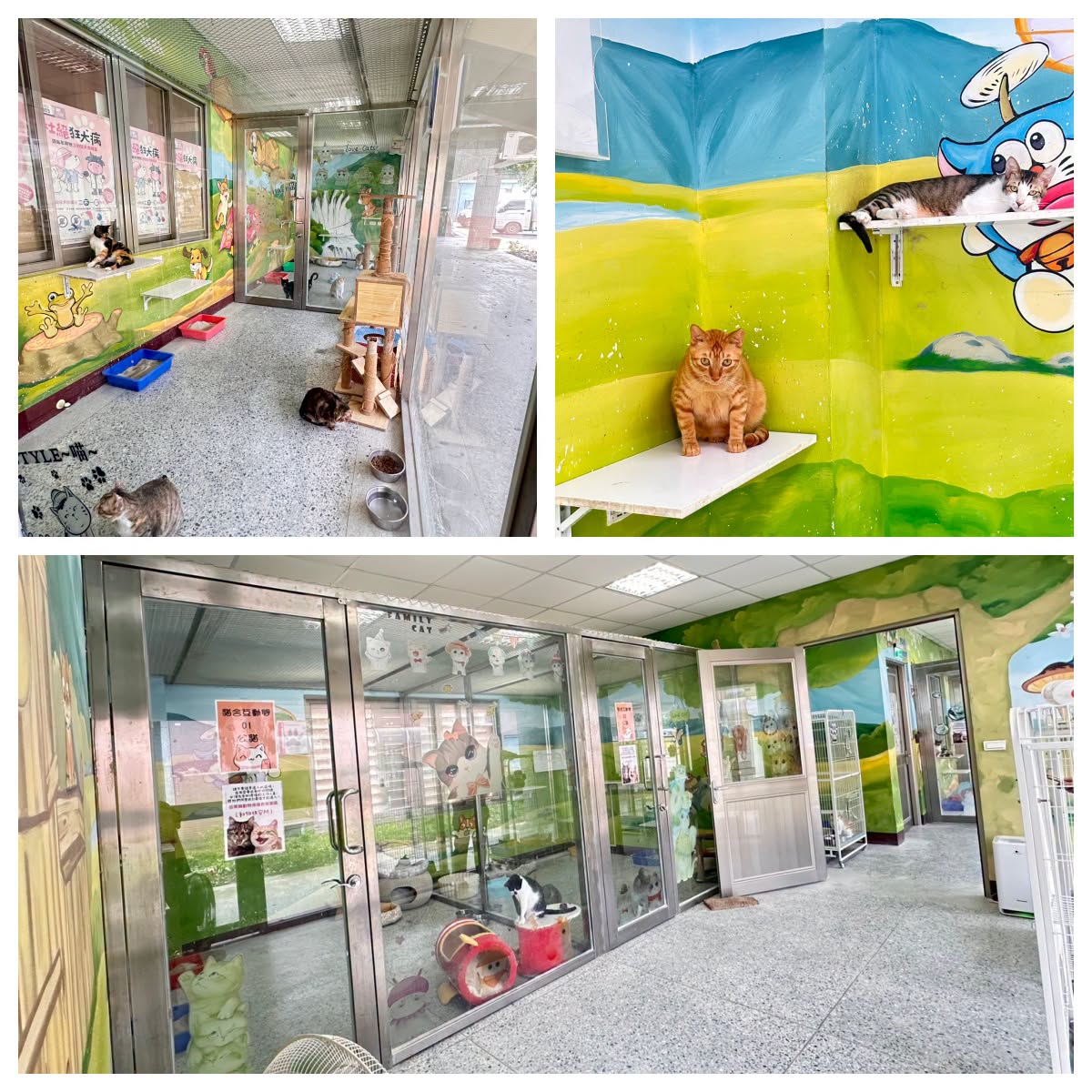 【優化動物收容環境推動貓房照護品質全面提升】 圖片
