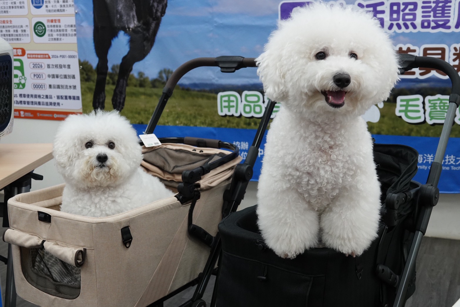飼犬坐在GS寵物用品安全標章認證之推車