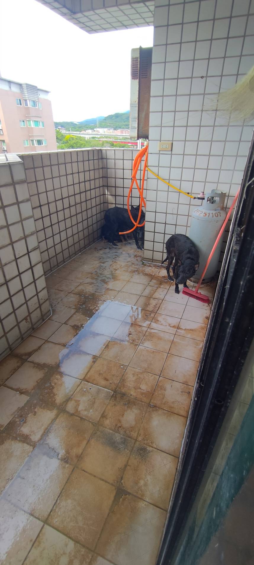 新北首創「住宅租賃寵物飼養參考約款」簽約明定權責防寵物遭留置棄養 圖片