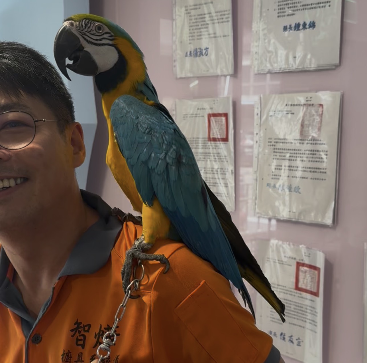 鸚鵡飛失增2倍！新北今年66隻通報 世界寵物鳥日籲飼主做好防逃、登記 圖片集錦，共 7 張