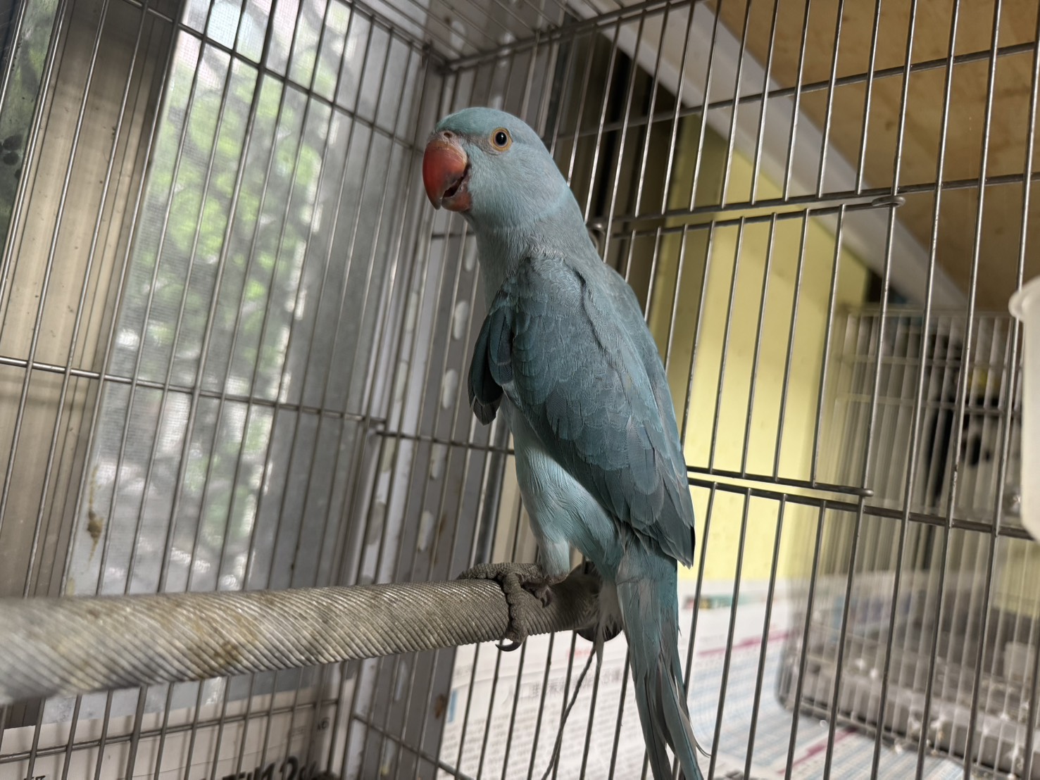 動保處收容的月輪鸚鵡