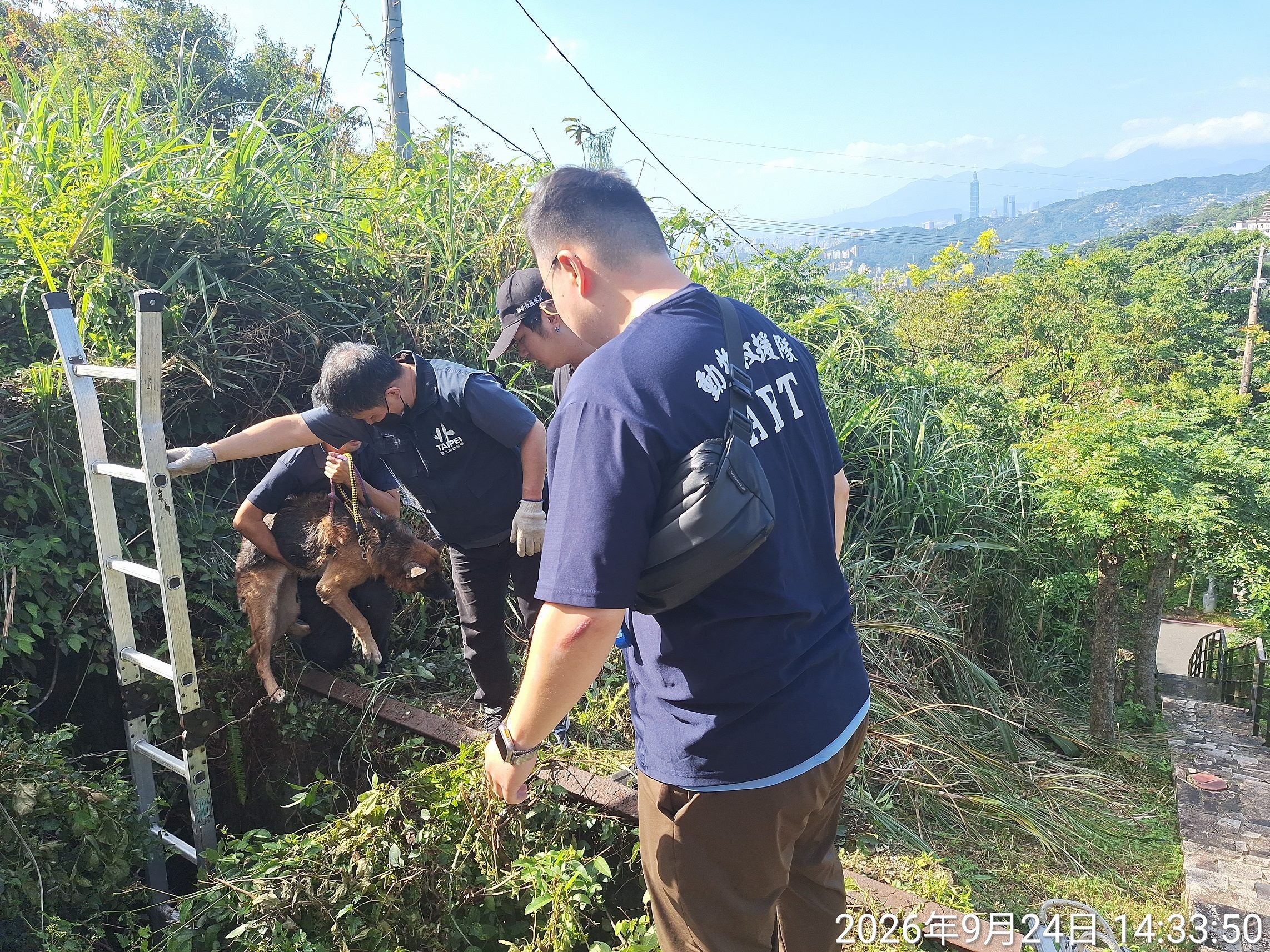 茶路古道無登記老犬受困深洞！ 北市動保處架梯成功救援，等待飼主出面領回 圖片