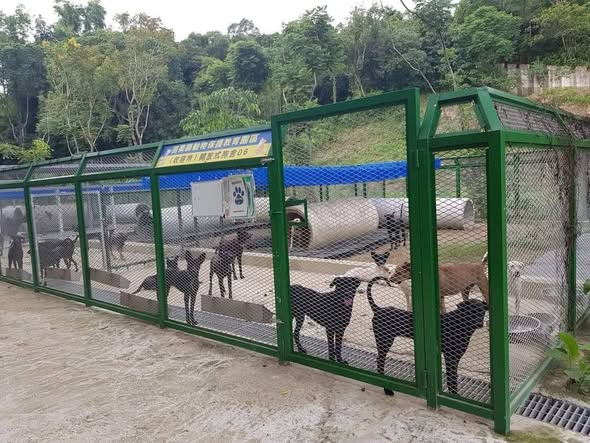 養牠一輩子，不是想養才養──落實飼主責任，為毛孩守住幸福的終點 圖片