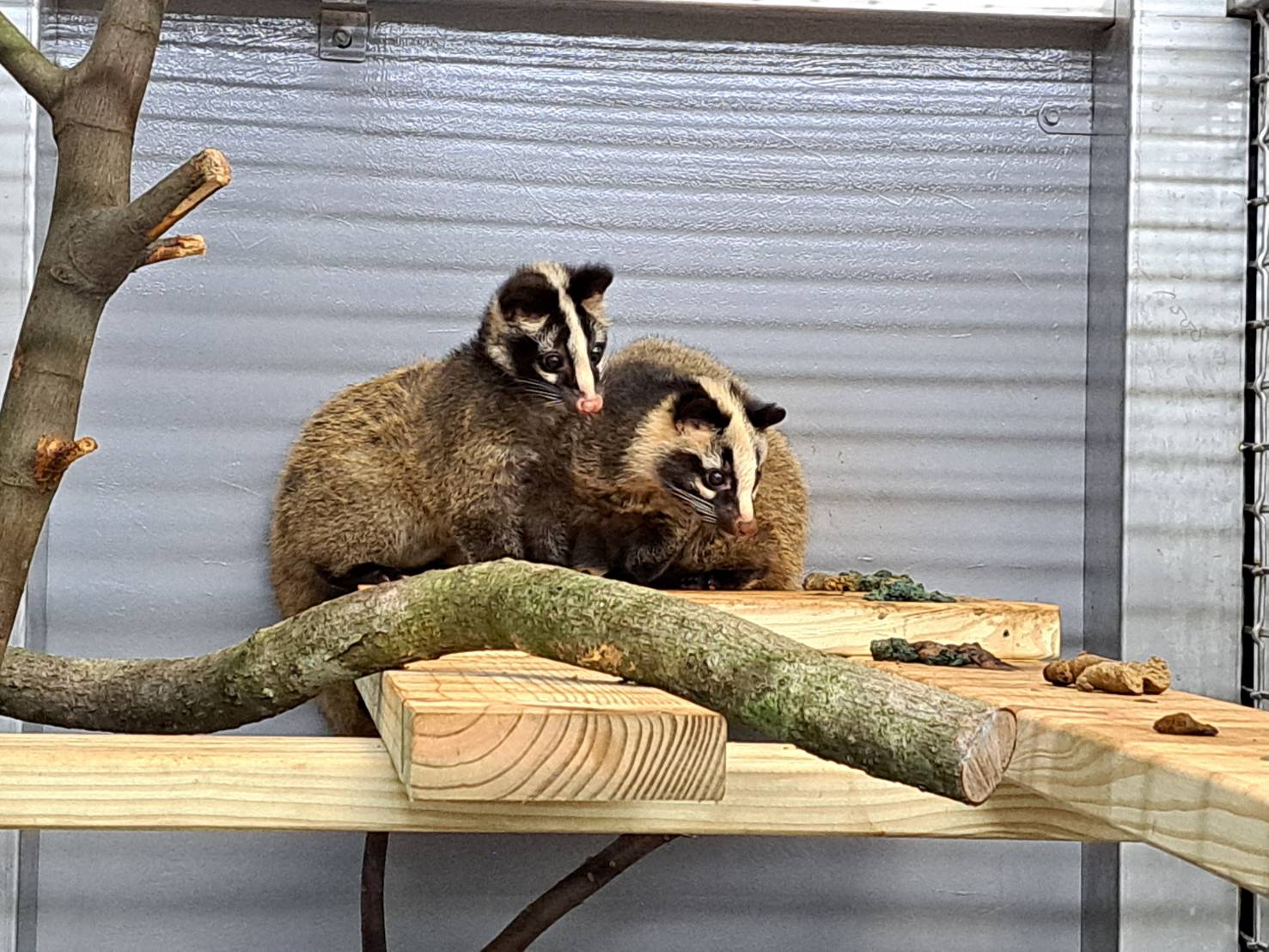 淡水倉庫驚見3隻「小狗」竟是白鼻心 淡水動物之家照護數月助重返山林 圖片