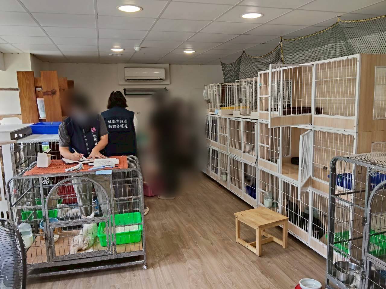 桃園市政府動物保護處查獲特定寵物業違規，依法沒入涉案動物並移送地檢署偵辦，持續守護動物福利 圖片