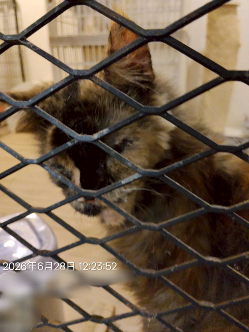 桃園市政府動物保護處查獲特定寵物業違規，依法沒入涉案動物並移送地檢署偵辦，持續守護動物福利 圖片集錦，共 3 張