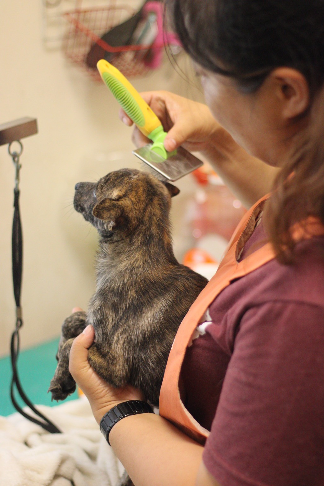 高雄市壽山動物保護教育園區 照片集錦(共10張)