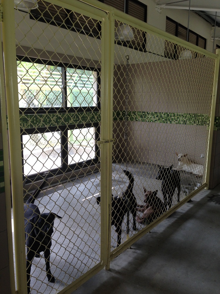 高雄市燕巢動物保護關愛園區 照片集錦(共8張)