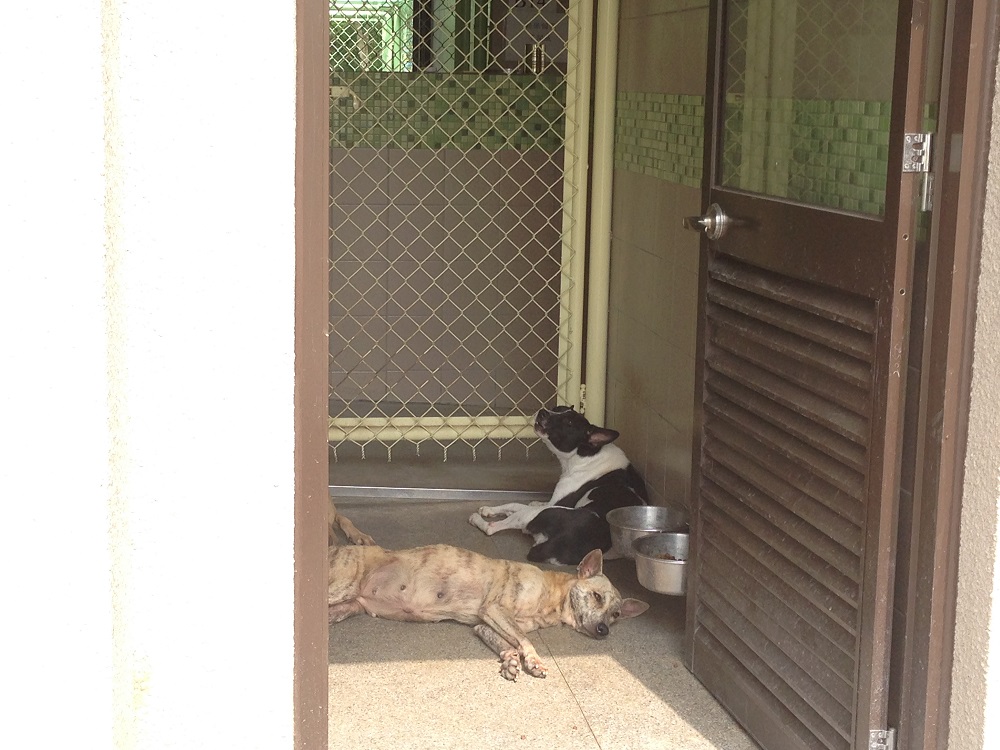 高雄市燕巢動物保護關愛園區 照片集錦(共8張)