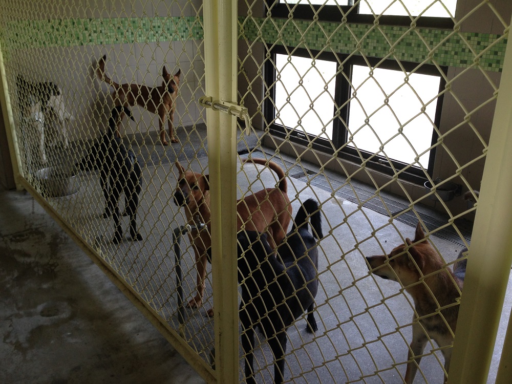 高雄市燕巢動物保護關愛園區 照片集錦(共8張)