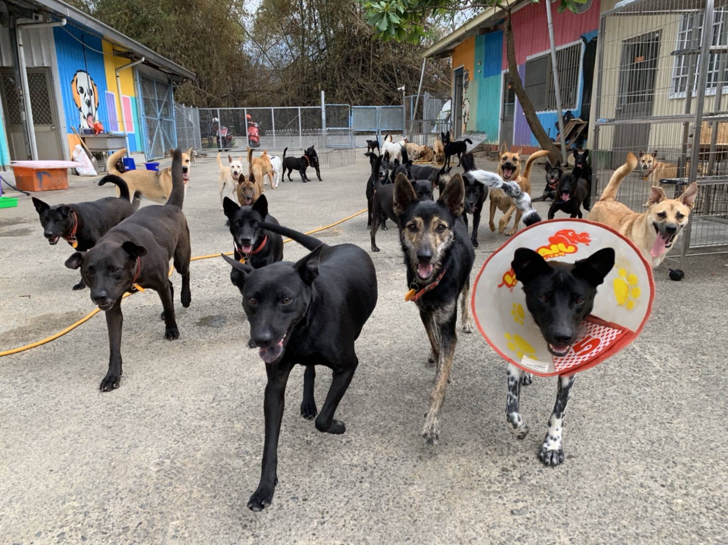 屏東縣公立犬貓中途之家 照片集錦(共3張)