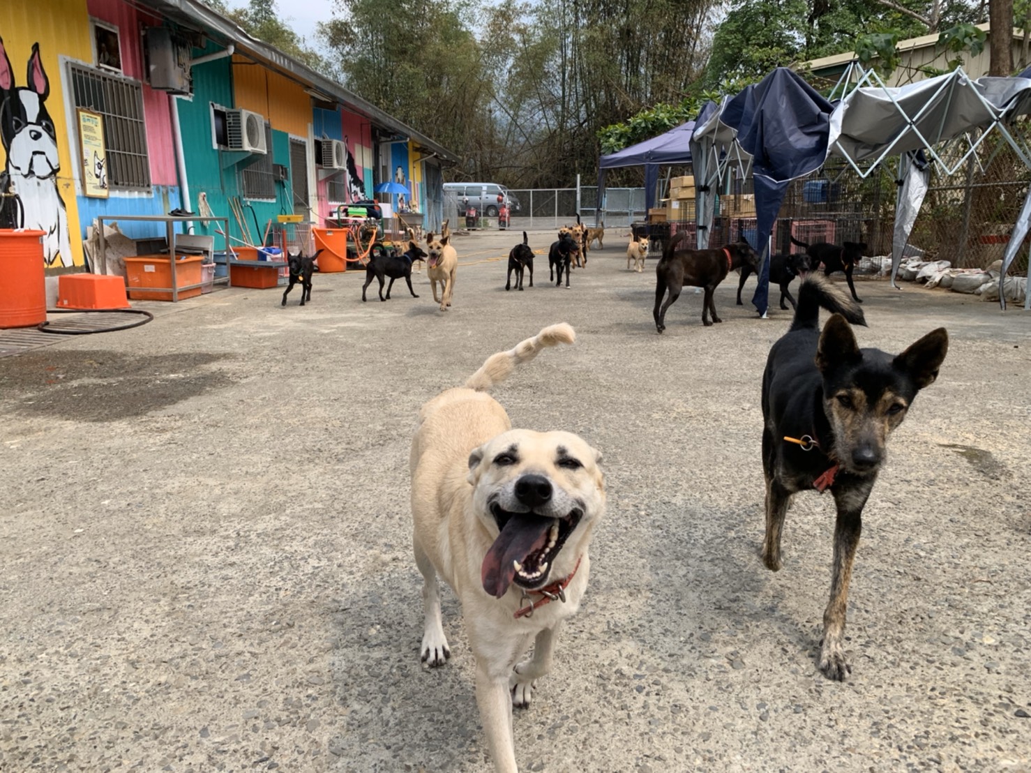 屏東縣公立犬貓中途之家 照片集錦(共3張)