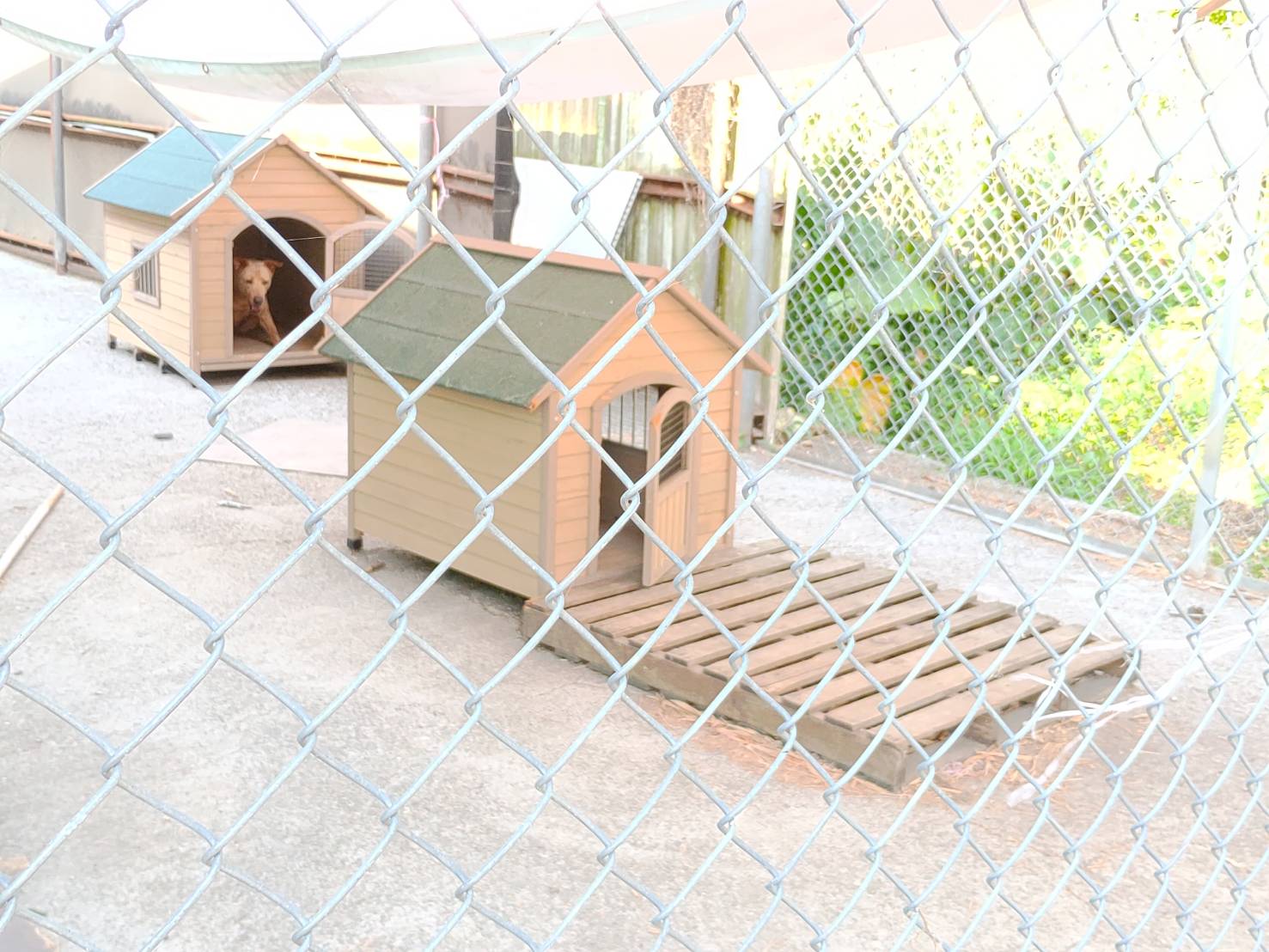 屏東縣公立犬貓中途之家 照片集錦(共3張)