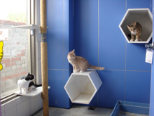 臺南市動物之家灣裡站 照片集錦(共4張)